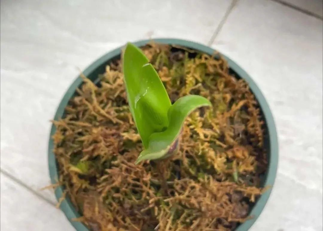 1种花长得像金鱼,耐寒好养活,种得越多越壮观