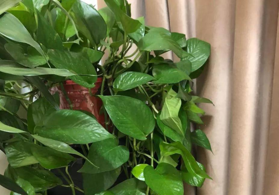 绿萝长得慢?多浇“2种水”,不用多花钱,茎叶就养得绿油油