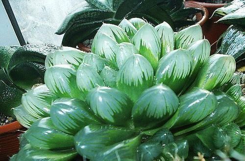 浇水|玉露这样养，10天长出“窗”，饱满又晶莹，冬天长得更漂亮！