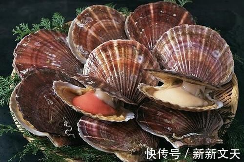 海虹|做扇贝时，最忌加水直接煮，教你正确做法，扇贝肉质鲜嫩，不缩水