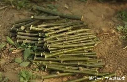 俗话说养花先养根!浇水加点“生根剂”,1分钱不花,根系爆盆!