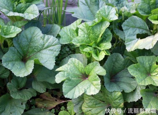 营养物质|女性不想显老,3种食物换着吃,美容护肤,淡斑抗皱,肌肤细腻