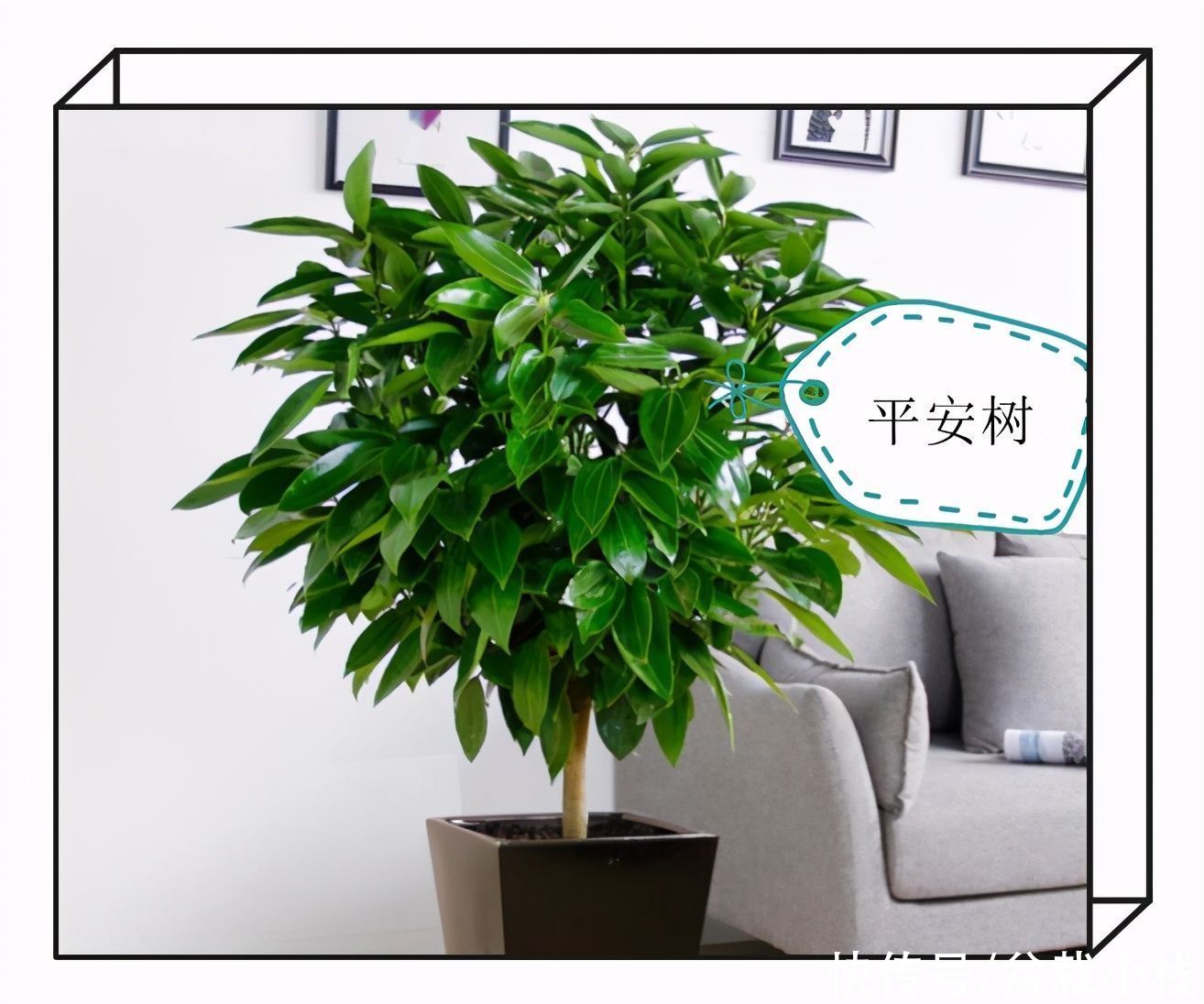 建议爱花人：客厅养花，9大绿植不要落下