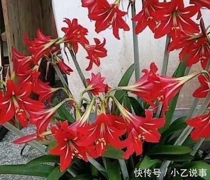 10种花，别着急往屋里搬，放外面冻20天，明年开花才旺