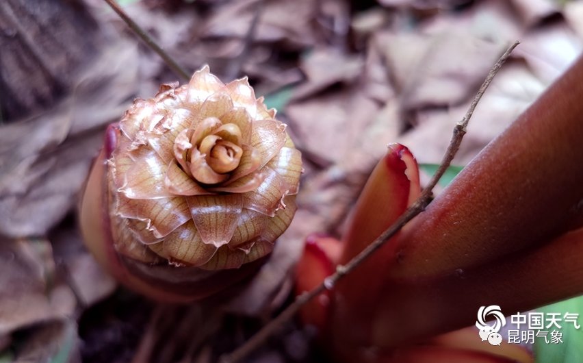 带你去看云南春天山间奇异的花朵