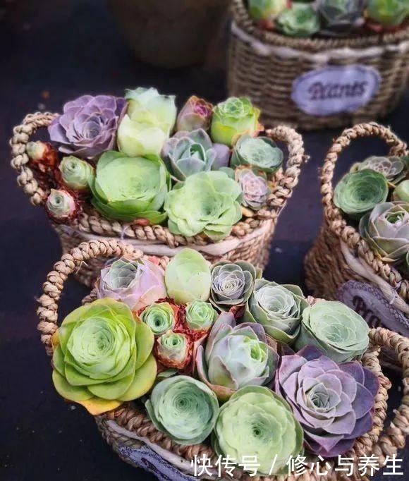 夏天|5种多肉“不好养”,新手不敢碰,老手养不好,看看你家有没有!