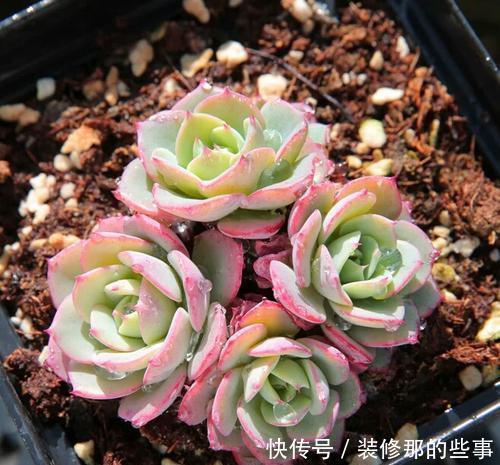 推荐5款多肉植物,养一盆甜蜜蜜,颜值高好养护,值得拥有!