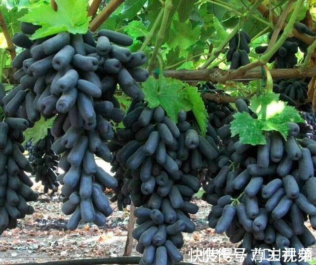 伙伴们|家有院子别空着,此树种几棵,耐寒耐旱,而且吃不完!