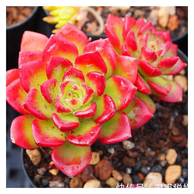 养多肉5年,告诉你4种“多肉”值得养,秋天晒一晒,10天变彩色