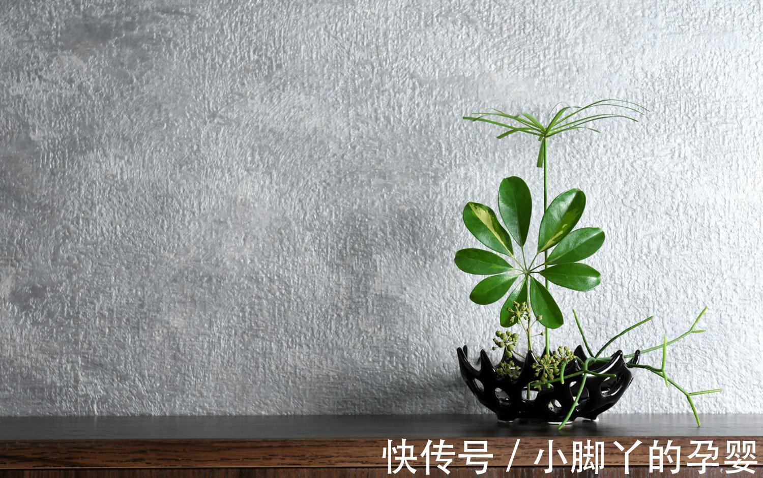 客厅见树,家兴人旺!6种吉利树,好养寓意好,还能养身体