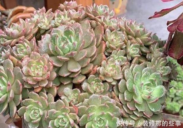 美观|多肉砍头不好看,教你一种“新方法”,快速变群生,不影响美观!