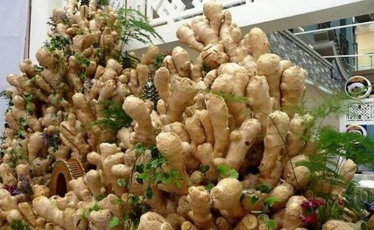 阳台|阳台盆栽生姜,简单4步走,叶绿当花赏,不用再去买,自给自足