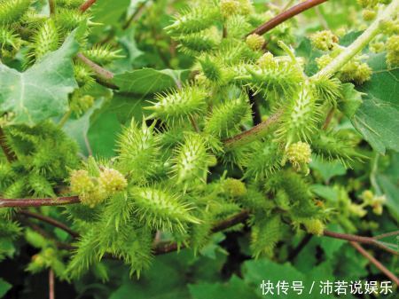 农村路边最常见的“野草”,是天赐民间治鼻炎的良方,你认识吗