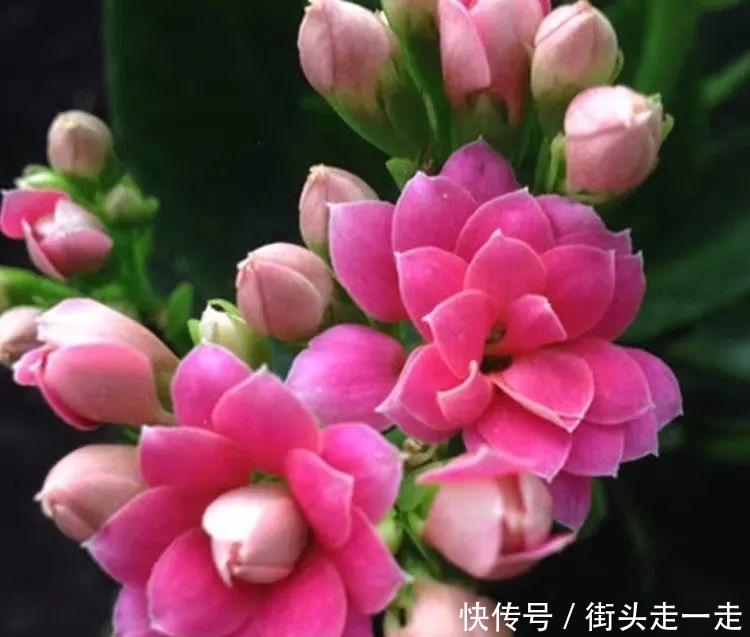 45种长寿花,个个都美爆了,你家养了多少种?