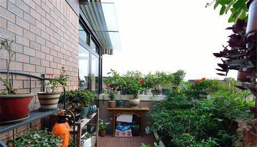 家里万万不要养这几种花，难怪家人身体越住越差，聪明人家从不种