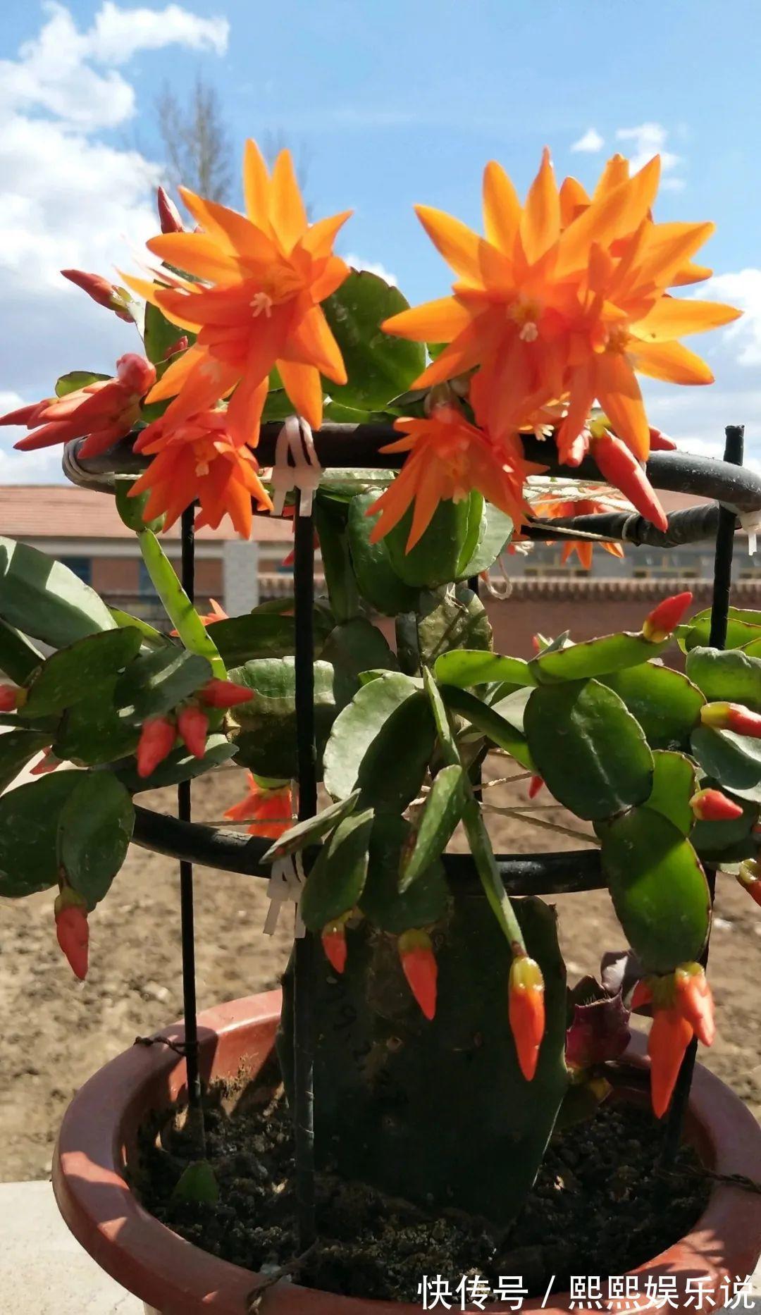 1种花不是真昙花，1次能开上百朵，比蟹爪兰美，怪不得都去抢假货