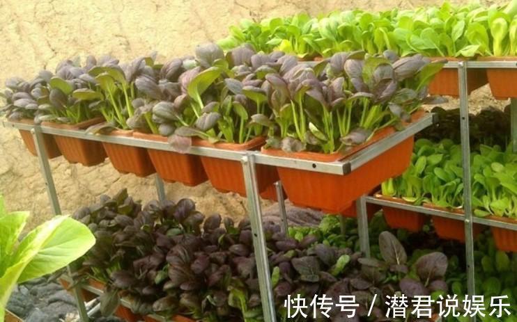 油菜|秋天也能种点小菜,撒把种子,一茬一茬割不完!