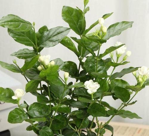 家里养花不用“多”,3盆轮流开一年,家里小清新,四季花不断