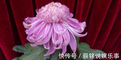 喜欢菊花不妨试试“高档名菊”洹水紫桂,似克拉钻戒,高贵艳丽!