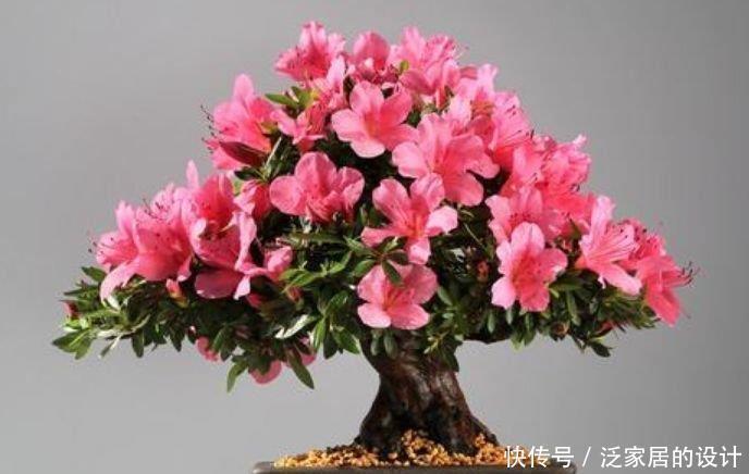 阳台|阳台再小,也要养4种花,比牡丹好看,比吊兰好养,家里养真适合