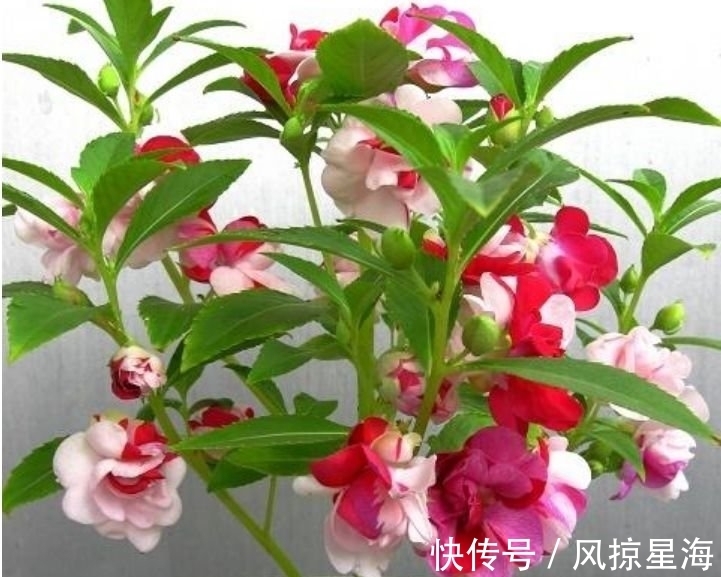 家里养此款花卉,便宜又好养,花美色艳,花儿轻松开爆盆