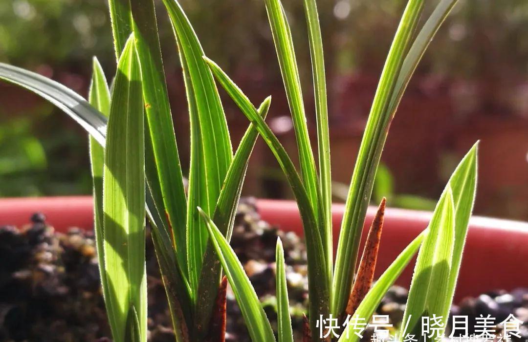 兰花小芽,如何快速养壮呢?兰友:明白了,怪不得养一年也长不大