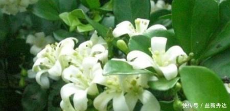 绿萝|别再养绿萝了,此花堪比空气净化器,沾土就活,比茉莉还要香