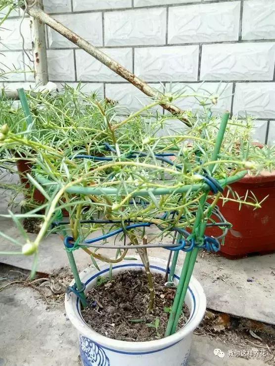 1个小窍门，普通的太阳花也能养成万元盆景老桩，邻居纷纷来学！