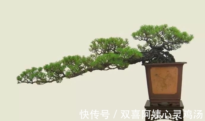 马尾松|徜徉盆景40余年的“盆景迷”