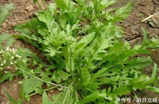 营养价值|乡下如遇到以下野菜，请手下留情别拔根只摘叶，营养价值太好了！