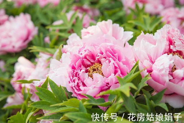 都知道牡丹是“花王”,却不一定知道谁是“花相”?值得了解一下