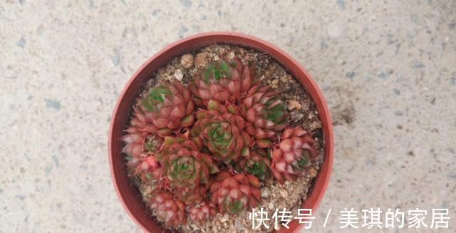 多肉|多肉叶子干瘪,怎么浇水都没用?这4方面出错,改掉才有救