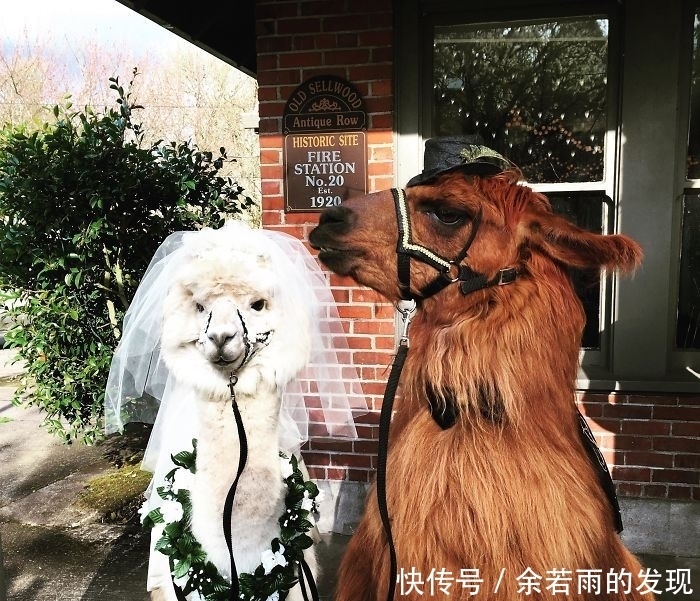 趣图:婚礼的时候一般会邀请什么人?嗯,草泥马伴娘没见过吧?