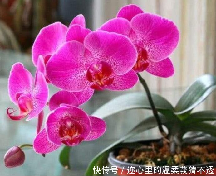 养花就养个花期长的,四季繁花似锦,姿色艳丽,花姿妖娆