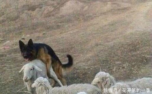 京东宠物上线超百款差异化爆品哈希娱乐- 哈希游戏平台- 哈希游戏官方网站 确保投资回报 破局同质化内卷