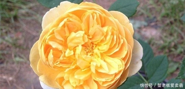 月季花|要养月季,推荐这9个品种,开花多多,又美又香,一年四季有花赏