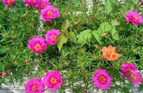 5种漂亮花,阳台养一盆,四季有花赏,新手也会养!