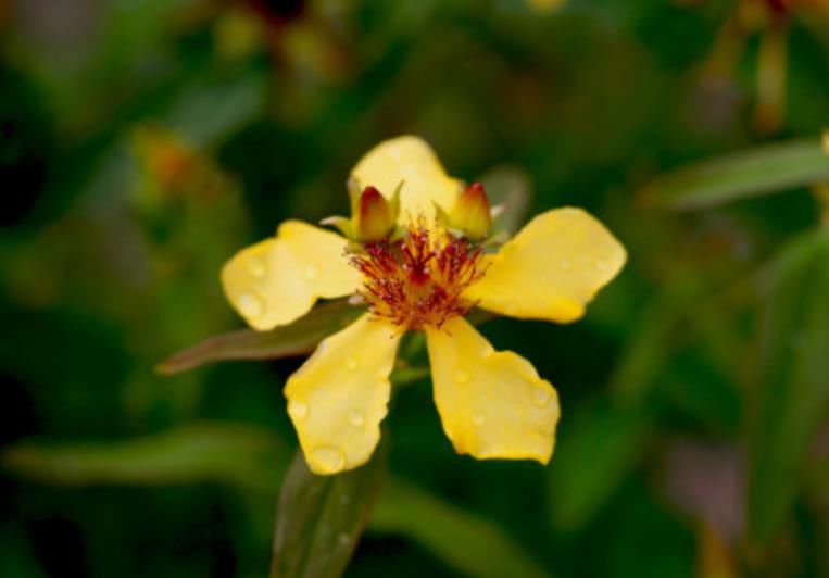 蔡松|轻如红豆排冰雪,一拂新鹅色更奇
