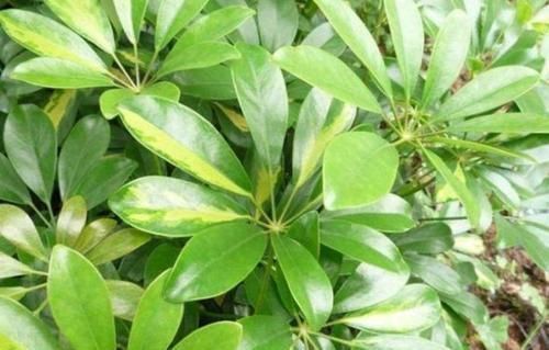 人养花,花也养人,3种花养家里,非常漂亮,净化空气超厉害