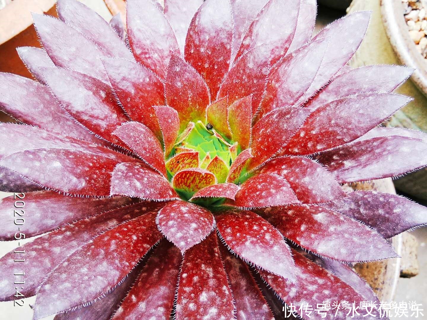 多肉孔雀和赤霞飞长得像吗不,它们无论是颜色还是叶形都不雷同