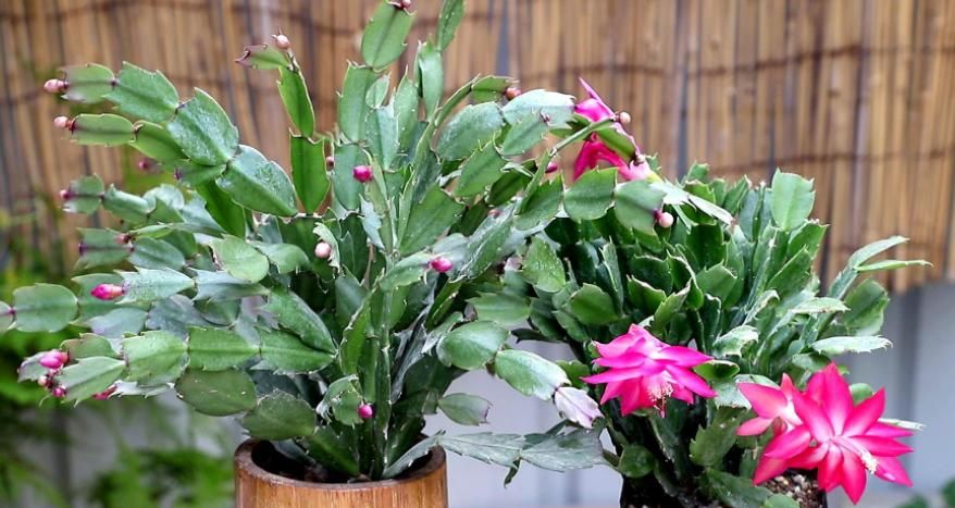 养蟹爪兰不能少了“这3样”，好好用，盆栽开花多又美