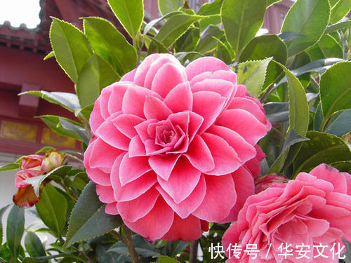 这3种花,阳台养一盆,四季都开花,颜值不输牡丹,值得拥有!