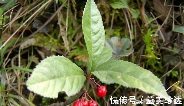 矮地茶|这东西，俗称“矮地茶”，南方很常见，遇到请重视