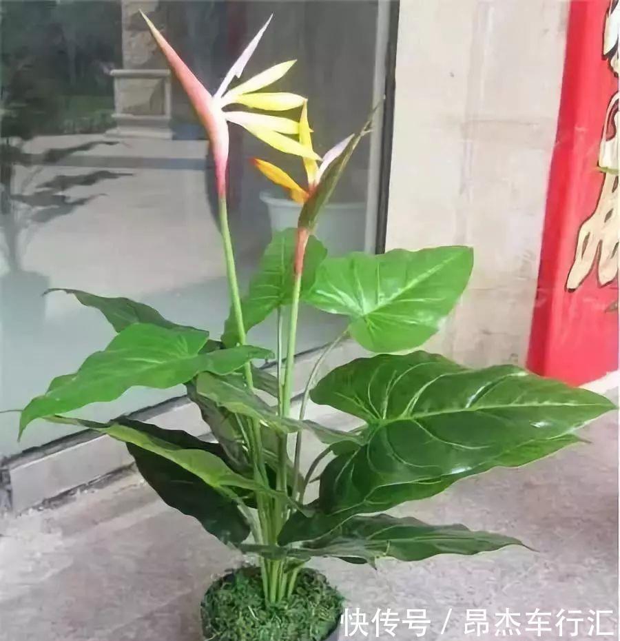 有害气体|家里养这12种“吸毒”绿植,净化空气,老人小孩少生病