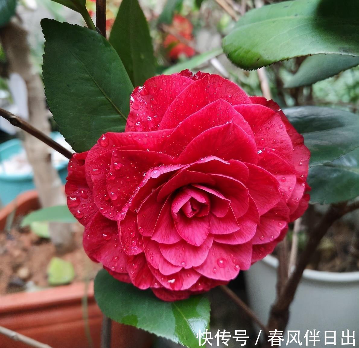 夏天|院子里养四种花，夏天冬天都不怕，花大艳丽，好看又顽强