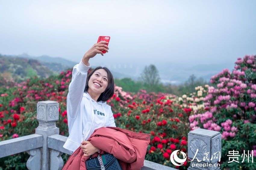 一路繁花似锦 百里杜鹃花开