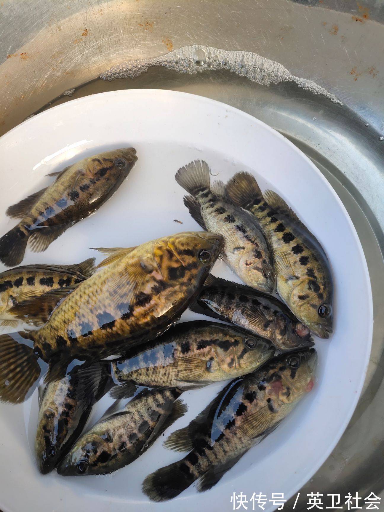 鲳鱼|这5种鱼记得多吃，都是本土海水鱼，新鲜美味营养高，价格也不贵