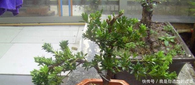 种棵罗汉松,招财又长寿,嫌太贵自己种,一根枝条就能活!