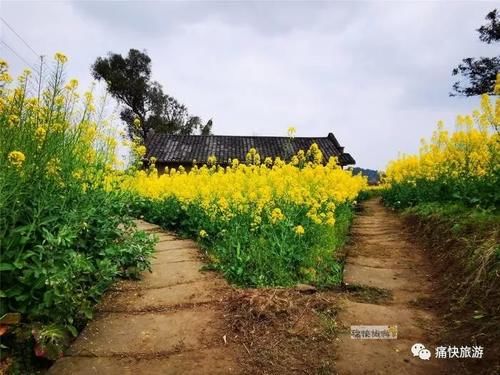 不止梨花，三多寨还有自贡少见的油菜花古道！