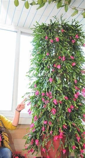 3种“便宜花”这样养一养，一年变“老桩”，开花千朵还“镇宅”！